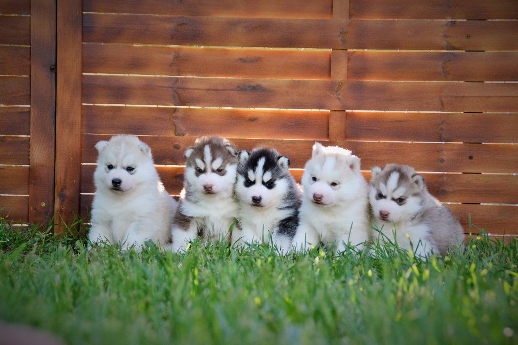 chiot Siberian Husky Angel Of Soyane