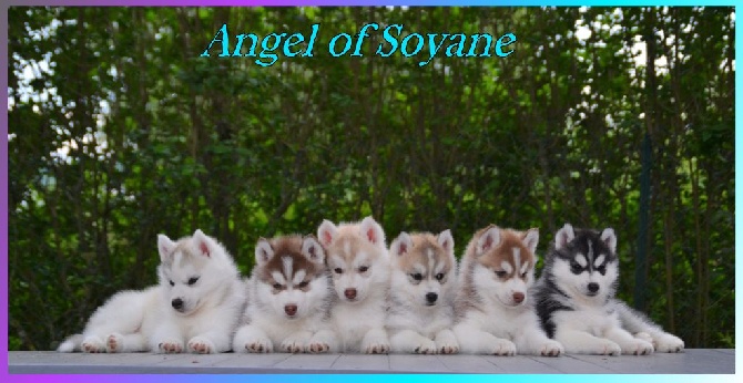 Angel Of Soyane - Plus de chiot disponible 