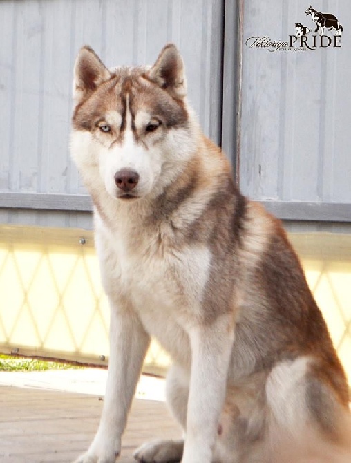 Angel Of Soyane - A vendre male Siberian Husky en ukraine