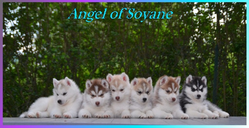 Angel Of Soyane - Siberian Husky - Portée née le 09/05/2016