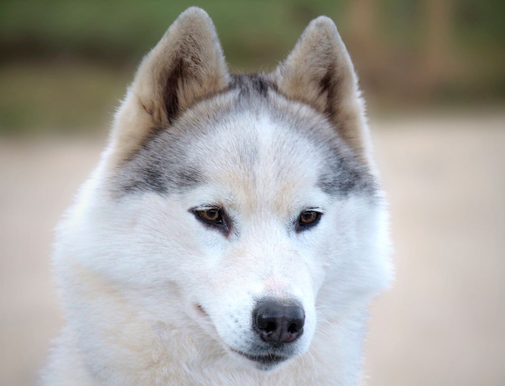 Mass effect alone Angel Of Soyane