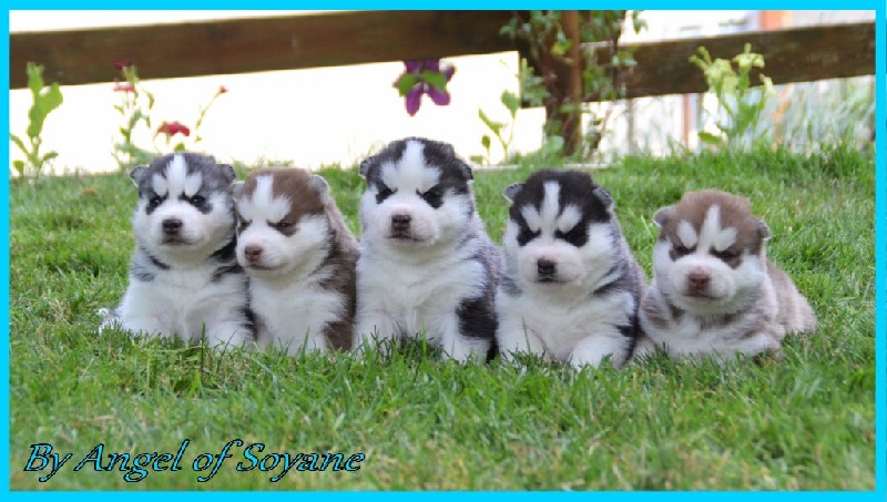 Angel Of Soyane - Siberian Husky - Portée née le 14/05/2015